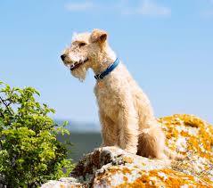 Image result for lakeland teriér