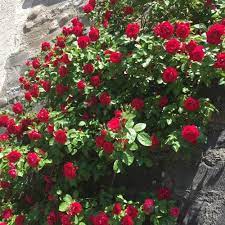 Check spelling or type a new query. Climbing Rose Bushes City Floral Garden Center Denver Colorado