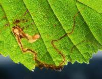 Image result for Stigmella floslactella