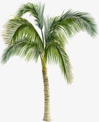  7 Ide Pohon Png Pohon Png Arsitektur