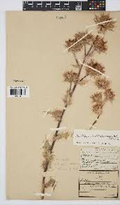 Image result for Berkheya bipinnatifida