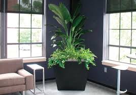 Professional Indoor Plant Care Service Stevens And Associates Indoorplantmaintenance Highestqualityinteriorplantdesi Indoor Plants Plants Indoor Plant Care