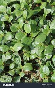Image result for Alternanthera pungens