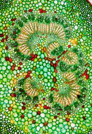 We did not find results for: Plant Cells Under Microscope Microscopic Photography Patterns In Nature Microscopic Images