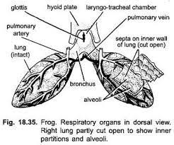 Respiratory System Of Frog With Diagram Vertebrates Chordata Zoology