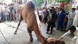 In this video you can see and learn the skills of cutting meat. Angry Camel Qurbani Pakistan 2020 Eid Ul Adha Qurbani 2020 Camel Ran Away Best Video Of Camel Youtube
