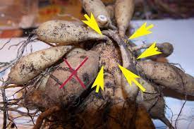 Olga S Garden Blog Storing Dahlia Tubers Dahlia Dahlias Garden Tubers