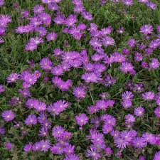 Image result for Delosperma mahonii