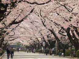 Tokyo Cherry Blossoms Tokyo Things To Do Tokyo Cherry Tokyo Things To Do Visit Tokyo