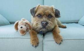 150 Movie Character Names For Dogs With Images Pet Friendly Furniture Dog Names Your Dog