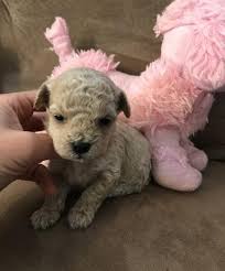Malti Poo Puppy For Sale Adoption Rescue For Sale In Ionia Michigan Classified Americanlisted Com