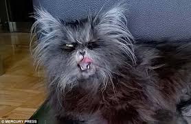 A very slow hair growth may be explained by your cat not receiving a sufficient supply of proteins. Pet Has Werewolf Syndrome Which Causes Its Excessive Hair Growth Werewolf Cat Gorgeous Cats Cats