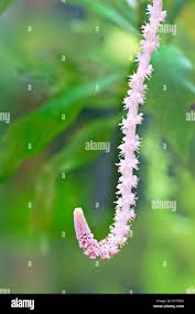 Image result for Aponogeton stuhlmannii