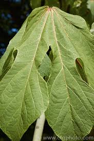 Image result for Firmiana