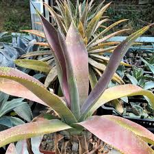 Image result for Trochomeria polymorpha