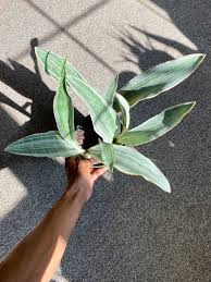 Image result for Sansevieria metallica
