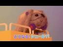 PUI PUI モルカー DRIVING SCHOOL