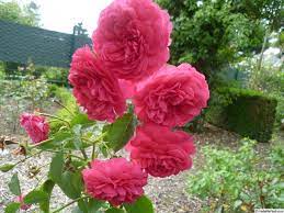 Haute coiffure, hairstyle, beauty salon, hair salon. Pin On Roses David Austin Pink