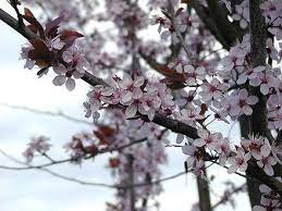 How To Care For A Flowering Plum Tree Flowering Plum Tree Plum Tree Plum Tree Care