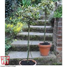 Check spelling or type a new query. Holly Golden King Standard Tree Plants Thompson Morgan