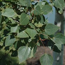 Adapted to the heat, drought and humidity of the midwestern prairie, this variety brings lowland adaptability and disease prairie gold trembling aspen has green foliage throughout the season. Prairie Gold Trembling Aspen Populus Tremuloides Ne Arb In Columbus Dublin Delaware Grove City Gahanna Bexley Ohio Oh At Oakland Nurseries Inc