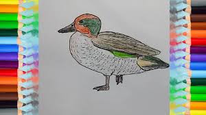 How To Draw A Teal Step By Step Easy Animals To Draw Https Htdraw Com Wp Content Uploads 2018 11 How To Draw A Easy Animals Easy Animal Drawings Drawings