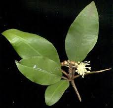 Image result for Croton pseudopulchellus