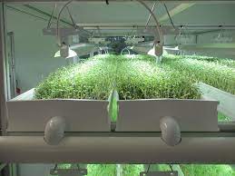 Microgreens In Growers Supply Nft Channels Hydroponics System Hydroponics Aquaponics