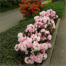 Rhododendron Yakushimanum Silberwolke Rozanecznik Jakuszimanski Rhododendron Garden Plants Plants