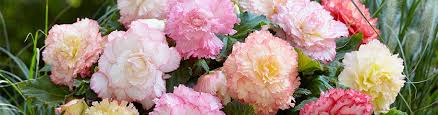 If you want to have a begonia flower bed, it is not a complicated task. Begonias Tuberous Begonias Flower Bulbs American Meadows