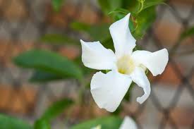 Image result for dipladenie suaveolens obrázek