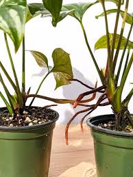 Image result for Cercestis