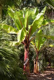 Image result for Ensete ventricosum