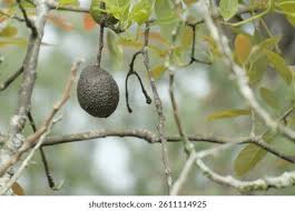 Image result for Avocado Dark 1969 Tappan