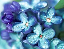 Can you buy blue flowers? About Us Growing Blue Flowers