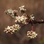 Image result for Ekebergia benguelensis