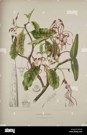 Image result for Strophanthus amboensis