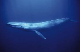 An aerial view of a whale getting up close to a boat in the sea of cortez in the gulf of california, baja california, mexico. Blue Whale Online Learning Center Aquarium Of The Pacific