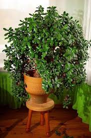 Bonsai is an art that has been studied and refined for centuries, but don't let that scare you off. 7 Credible Scientifically Proven Jade Plant Benefits