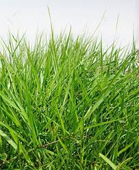 Image result for Urochloa dictyoneura