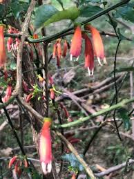 Image result for Halleria elliptica