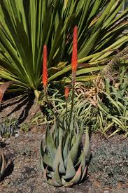 Image result for Aloe nuttii