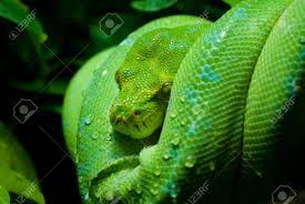 Gallery photo posted by sharkman20: Green Tree Python Stock Photo Picture And Royalty Free Image Image 15648712
