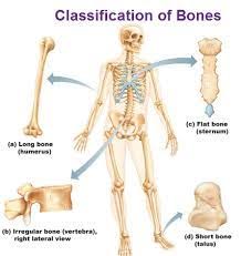 Maybe you would like to learn more about one of these? Long Bones Google Search Anatomy Bones Bones Human Anatomy And Physiology