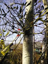 Image result for Viscum combreticola