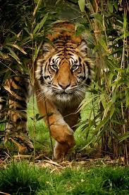 Tiger Photo By Paul Hayes National Geographic Your Shot Animals Animals Beautiful Animals Wild