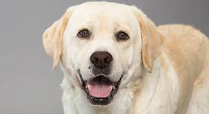 Labrador Retriever Dog Breed Information Popular Dog Breeds Labrador Retriever Most Popular Dog Breeds