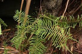 Image result for Gleichenia elongata
