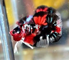 Pin On Japanese Fighting Fish
