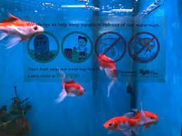 If koi herpesvirus disease is found in canada, the cfia would control its spread by implementing disease response activities. Toilet Bowl No Place For Fish Fitzroy Basin Association